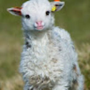 Meet your Posher, Mimi